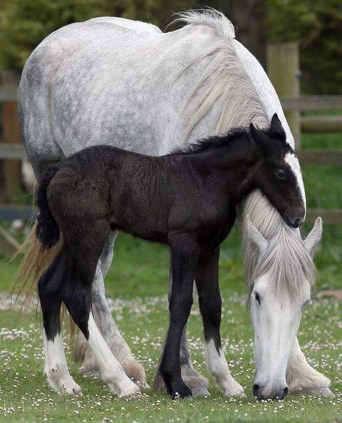 baby shire horse
